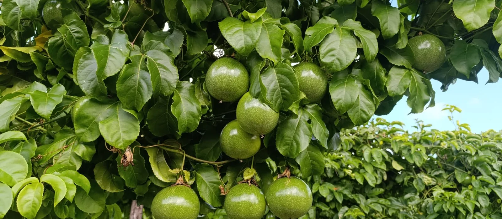 Ramada de maracujá carregada de frutos verdes em campo