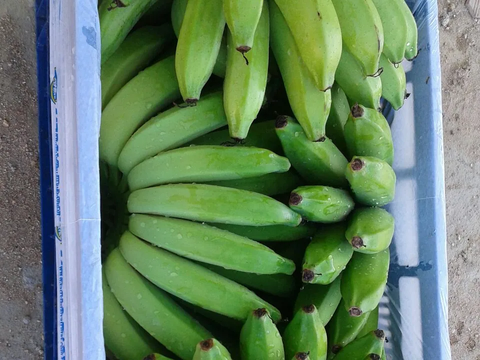 Caixa com pencas de banana verdes colhidas