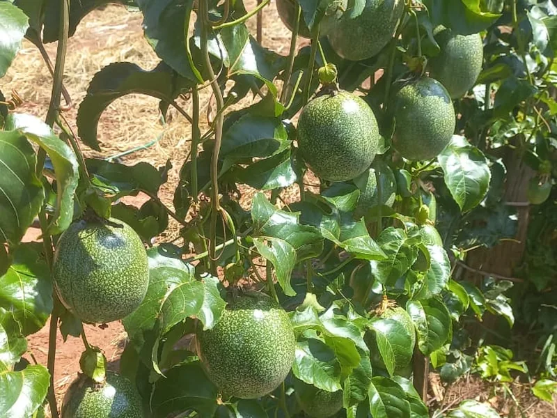 Maracujazeiros conduzidos em espaldeira, com frutos em campo