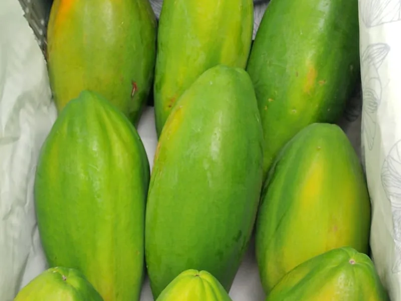 Frutos de mamão no formato comprido, organizados em caixa forrada