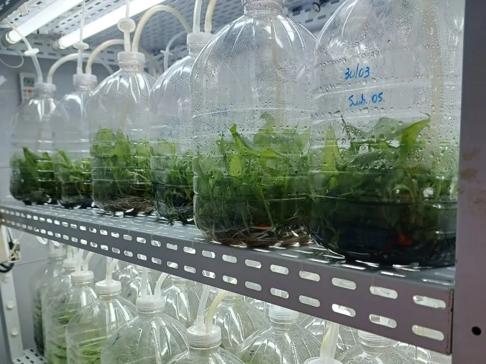 Prateleiras da sala de crescimento do laboratório, com plântulas em frascos de meio de cultura sob iluminação