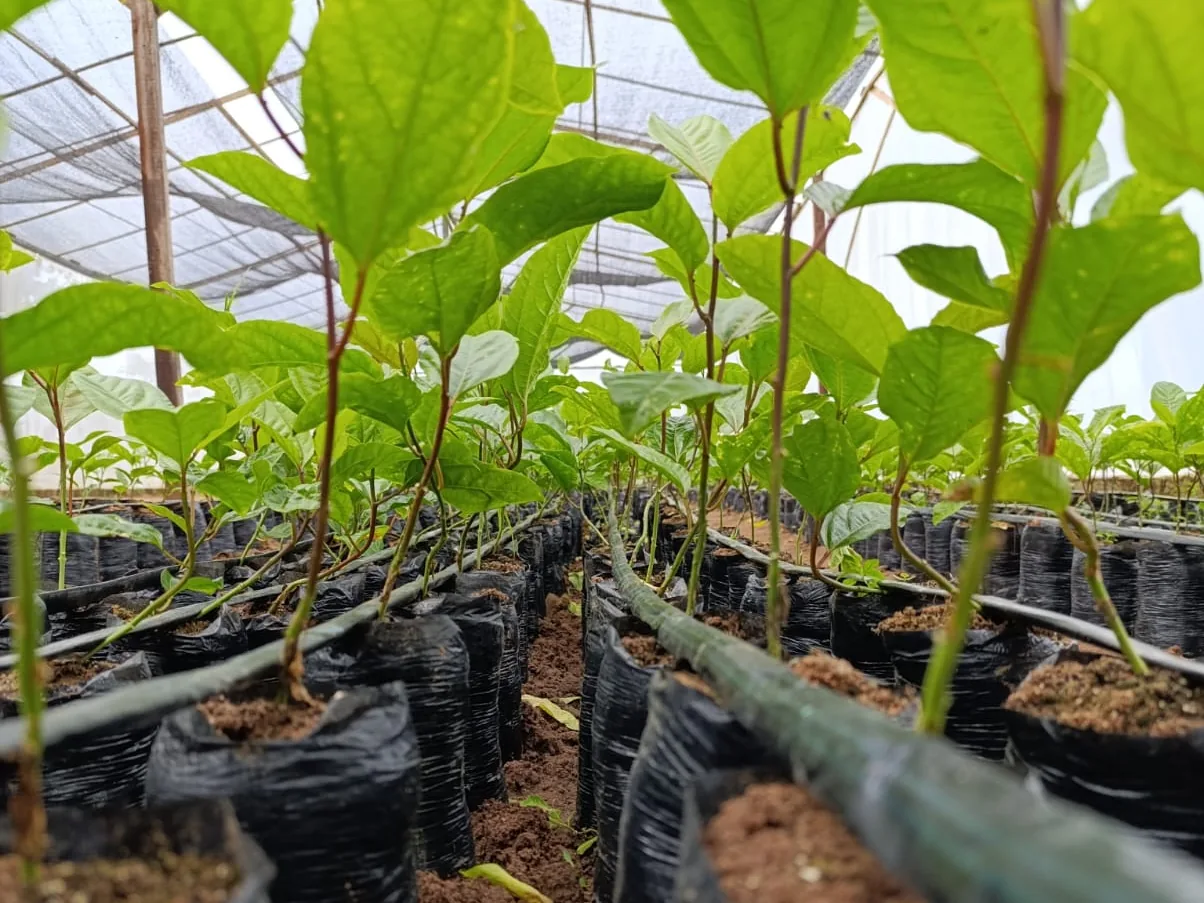 Mudas em sacos plásticos alinhadas no viveiro de aclimatação, sob tela de sombreamento